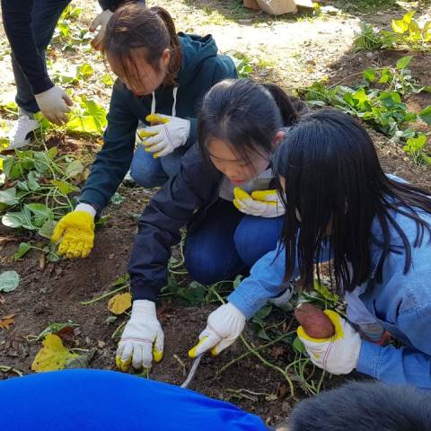 고구마 수확